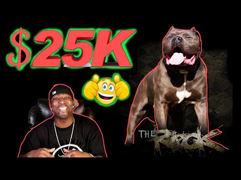Buying the worlds biggest pitbull / XL American Bully for 25k! BGK's The Rock Story Time!
