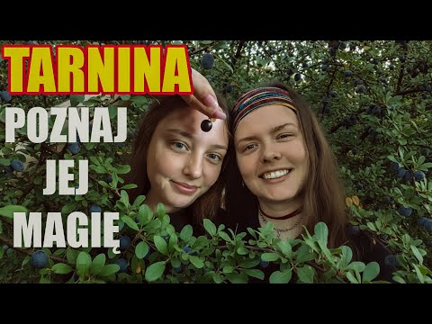 Tarnina – naturalny lek na próchnicę, pyszna nalewka, nalewka z tarniny