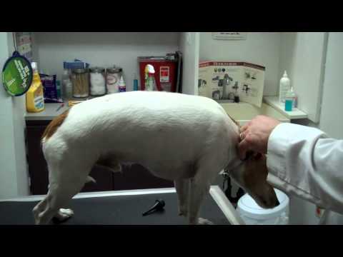 Dog Exam