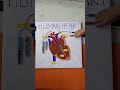 Beautiful Working Model Of Human Heart ️ Full Video Out Now Easy Drawing Diy Project