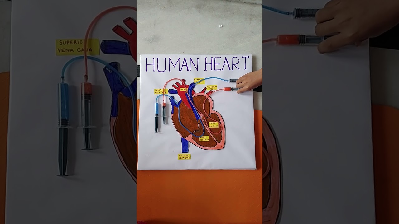 Beautiful Working Model of Human Heart ❤️ Full Video out now!!!#easy #drawing #diy #project