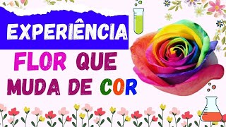 EXPERIÊNCIA: FLOR QUE MUDA DE COR (Educação Infantil e Ensino Fundamental)