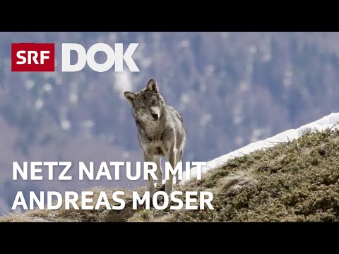 Erklärungen zum Wolf | NETZ NATUR mit Andreas Moser | DOK | SRF Wissen