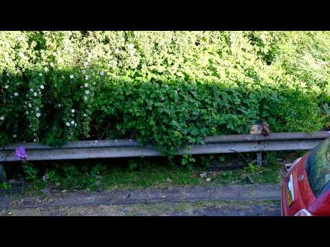 maybe i shouldn't have parked here? short version