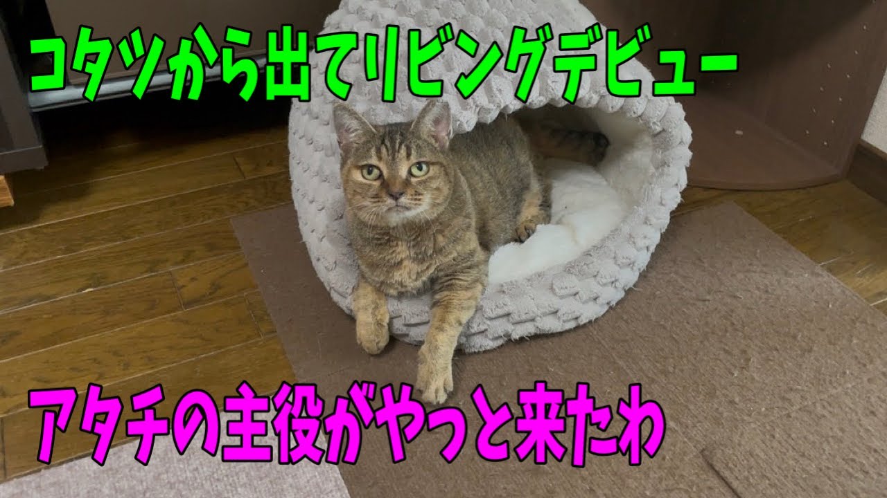 【なじゅDAY】園長宅にいる居残り猫達