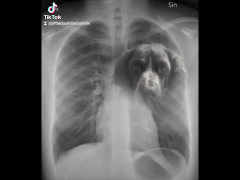 EL GRAN CORAZÓN ❤️ DE LOS PERROS. ARROYO DE SAN SERVAN. CAMPANARIO. BADAJOZ. EXTREMADURA. ESPAÑA