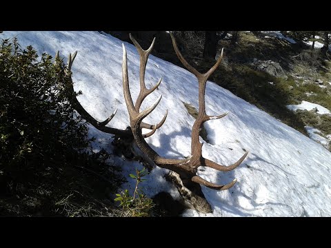 PALCHI DI CERVO inedito!!! il tramonto degli eroi non avrà mai sera