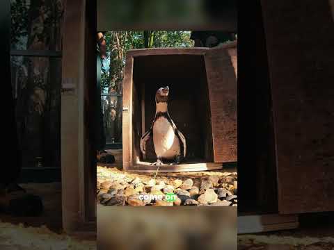 Adorable Rescue Penguins Arrive at Vantara