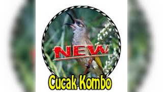 Download lagu Master kombok terbaik 100% ampuh mp3 Download lagu Master kombok terbaik 100% ampuh mp3