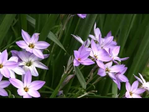 園芸 ブローディアエア