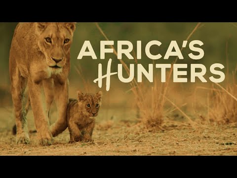 🦁 Africa's Hunters: A Leopard's Last Stand | Wildlife Documentary 🐆🌱🦒