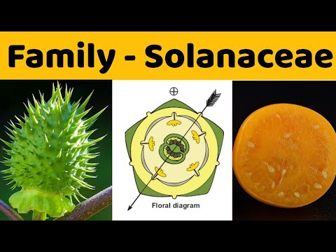 Family Solanaceae | Solanaceae Family  | B.Sc. , M.Sc. Botany