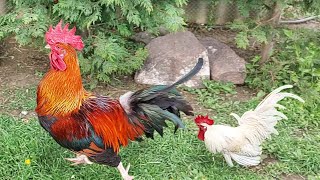 Brave little rooster.  Big roosters and hens are shocked!