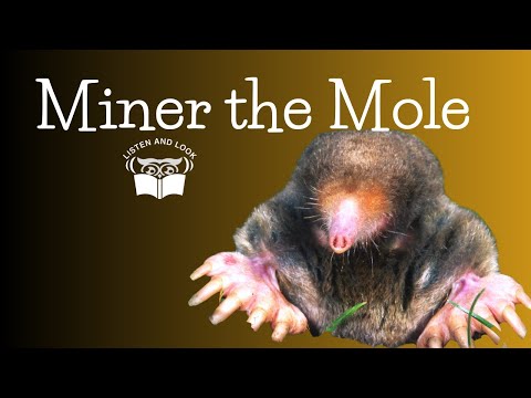 Burgess Animal Book Chapter 20: Four Busy Little Miners