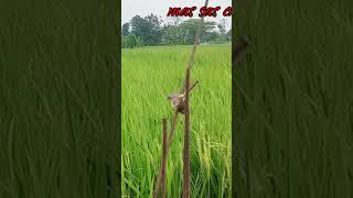Download lagu Ciblek sawah/prenjak klik klik gacor mp3