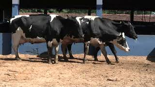 Vídeo 83 - 1ª ETAPA MEGA LIQUIDAÇÃO TOTAL AGROPECUÁRIA MARAJOARA - DIA 4 | GADO GIROLANDO E HOLANDÊS
