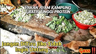 Download lagu DENGAN PAKAN GRATIS TINGGI PROTEIN TERNAK AYAM KAMPUNG LEBIH MENGUNTUNGKAN ‼️ mp3