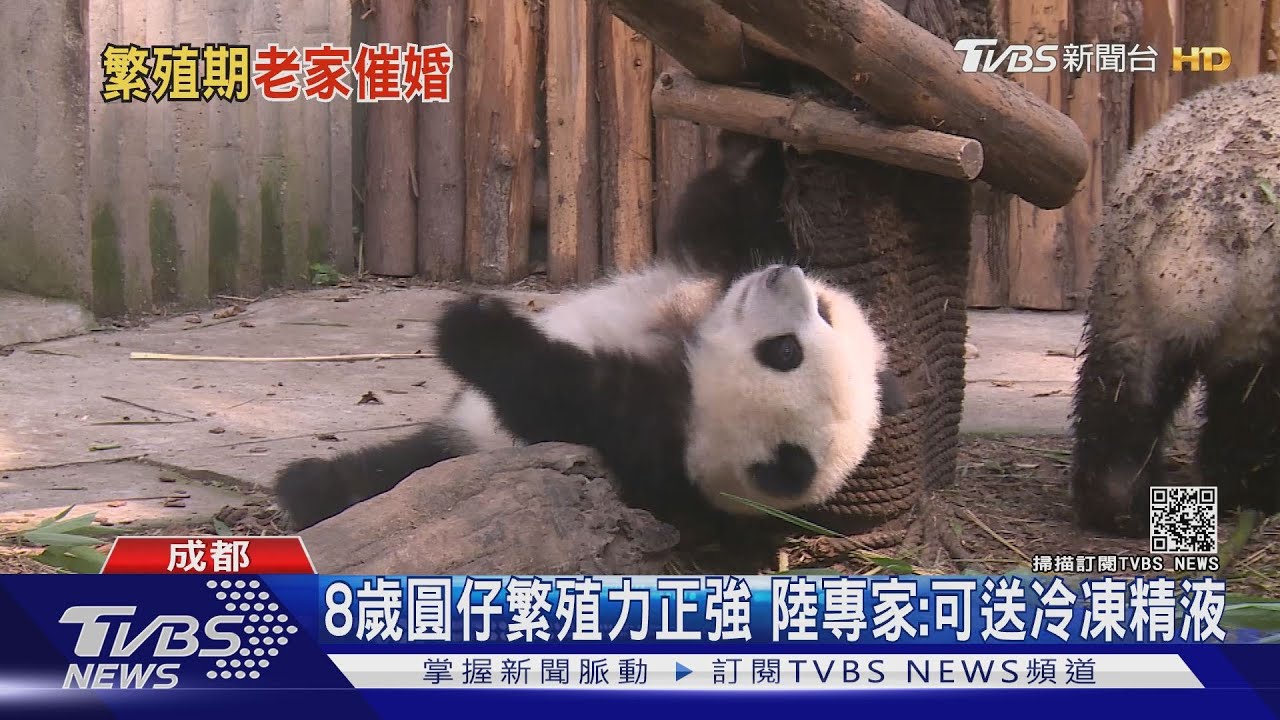 8歲圓仔繁殖力正強 陸專家:可送冷凍精液