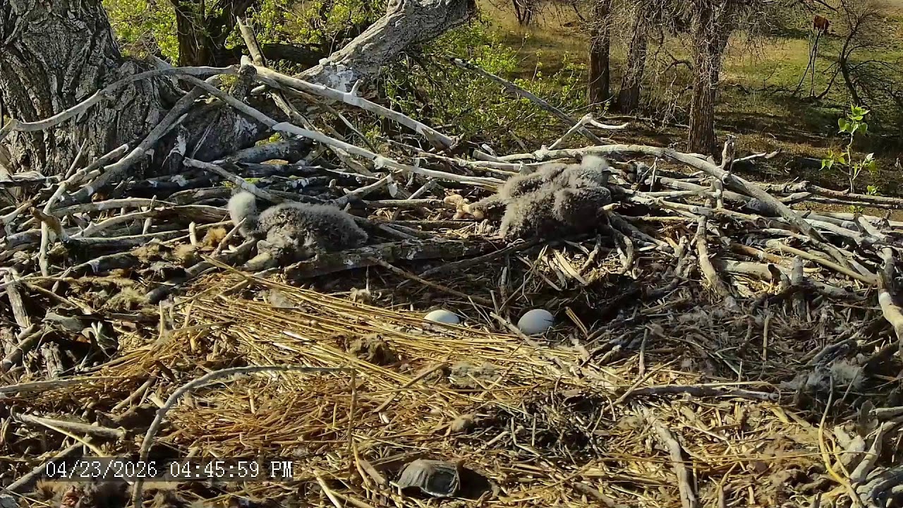 Xcel Energy Fort St. Vrain Eagles (side view)