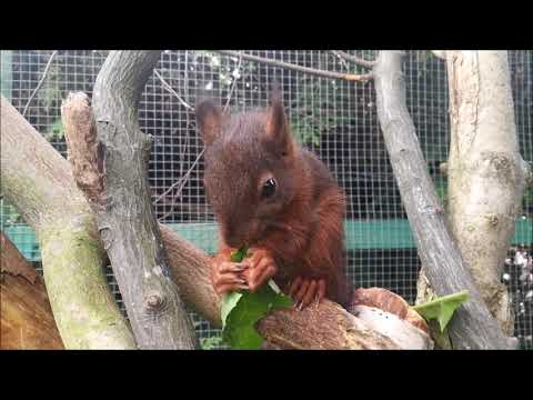 Eddie der kleine Eichkater am 11. Juli 2019 - Sciurus Vulgaris - Squirrel