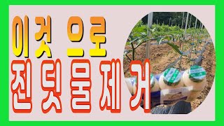 이것으로진딧물 제거.진딧물친환경약.고추진딧물없애는법.예방