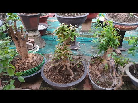 Tác Dụng Của Việc Lót Đá Cho Cây Mai Nuôi Chậu Vào Mùa Mưa