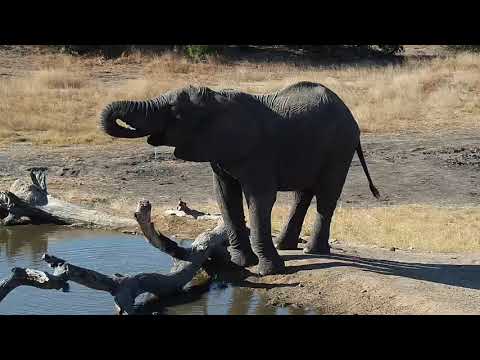 Djuma: Lone Elephant bull with missing left tusk - 14:50 - 07/21/19