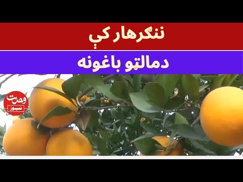 ننګرهار کې دمالټو باغونه تيار شويدي، خو دلوړو نرخونو نه يې خلک سر ټکوي، دسباوون ساحل رپورټ