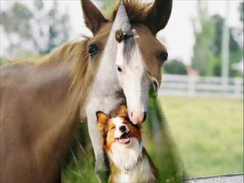 PELICULA DE CABALLOS Y PERROS