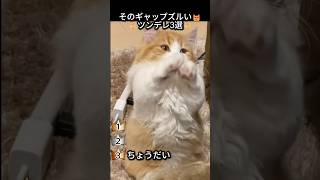 そのギャップズルい😻ツンデレ3選🐈
