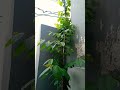 Rangoon Creeper Vine Jhumka Bail Is Growing Very Fast Rangooncreeper Nature Earth Shorts