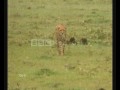 Cheetahs Fly