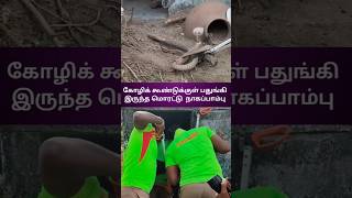 நாகப்பாம்பு