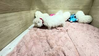 ハーフ犬の動画01