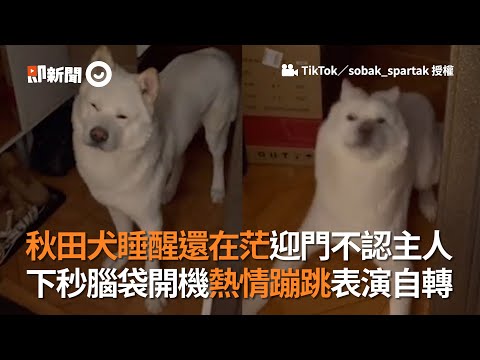 秋田犬睡醒還在茫迎門不認主人　 下秒腦袋開機熱情蹦跳表演自轉│寵物│狗狗