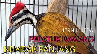 Download lagu PELATUK BAWANG GACOR NEMBAK PANJANG _ DURASI PANJANG - SUARA JERNIH BUAT MASTERAN HANDAL mp3