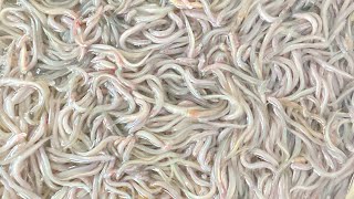 Cá giống Chình 30/5/2025 khi cá để tay bu lại