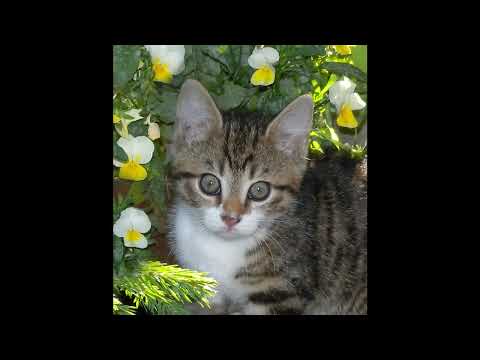 Süße Katzen Bilder in HD