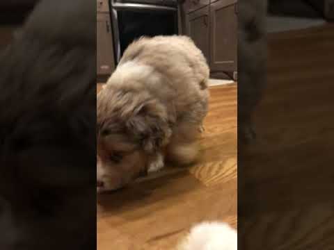 Apollo Blue Eyed Red Merle