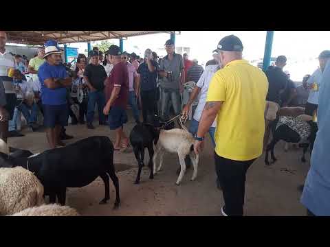Taquarana Alagoas parque de vaquejada Lucas Madeiro