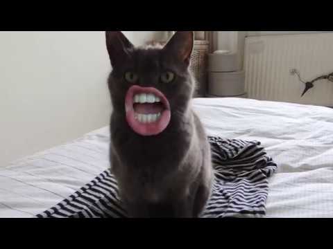 McGoéland - Les Chats 2 I Just Like Me! I Disney Channel BE