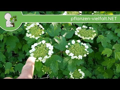 Gew. Schneeball - Blütebeginn - 30.04.15 (Viburnum opulus) - heimische Bäume bestimmen