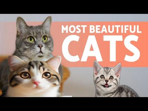 Most Beautiful Cats in World|@arshadzarin