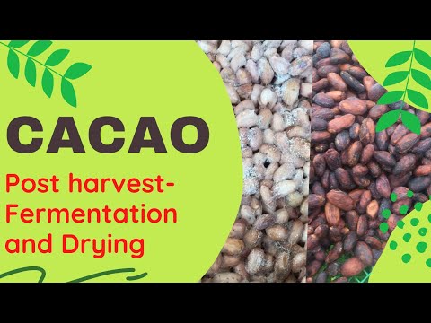 Cacao post harvest processing- fermentation and drying