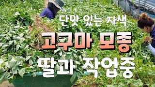 딸과 고구마모종 자르기 단맛있는 자색고구마 지금 심어도 늦지 않을까? 모종재배하는법