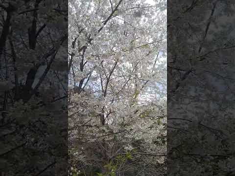 大雪山霧社櫻盛開
