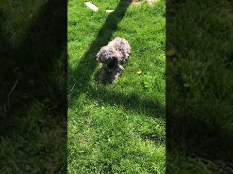 Liam - Goldendoodle, Mini puppy for sale