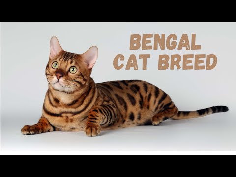 Bengal Cat – Characteristics and Character