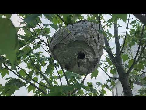 Discovered a Bald-Faced Hornets Nest in a...