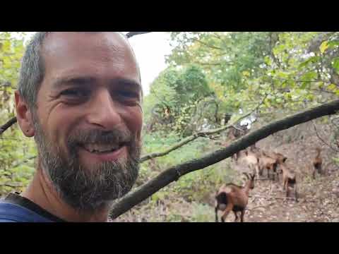 Caseificio Agricolo Stutz e la Robiola di Roccaverano @ilmangiaweb Francesco conduce le capre..